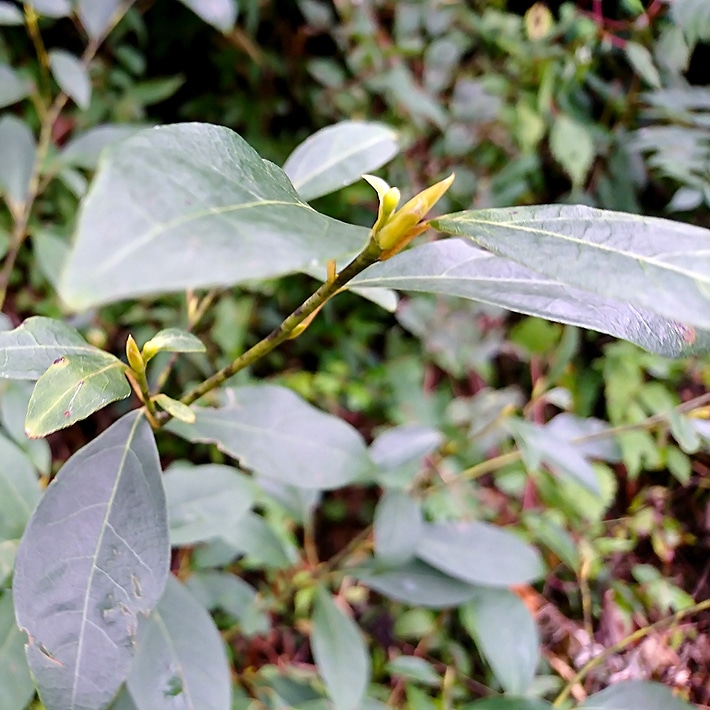 ハーブ専門店 Enherb 公式webサイト 限定 島根県産くろもじ茶 茶葉 g 約10杯分 ハーブティー サントリーグループのハーブ専門店 Enherb エンハーブ ハーブティー エッセンシャルオイル ハーブコスメ 株式会社コネクト