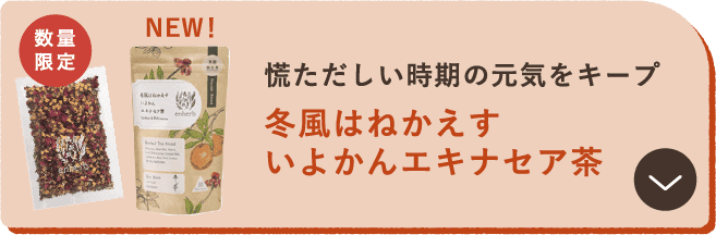 慌ただしい時期の元気をキープ 冬風はねかえす いよかんエキナセア